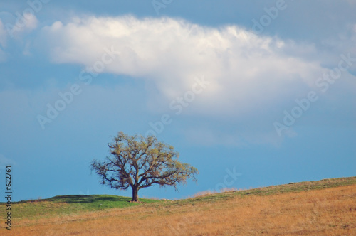 field and tree