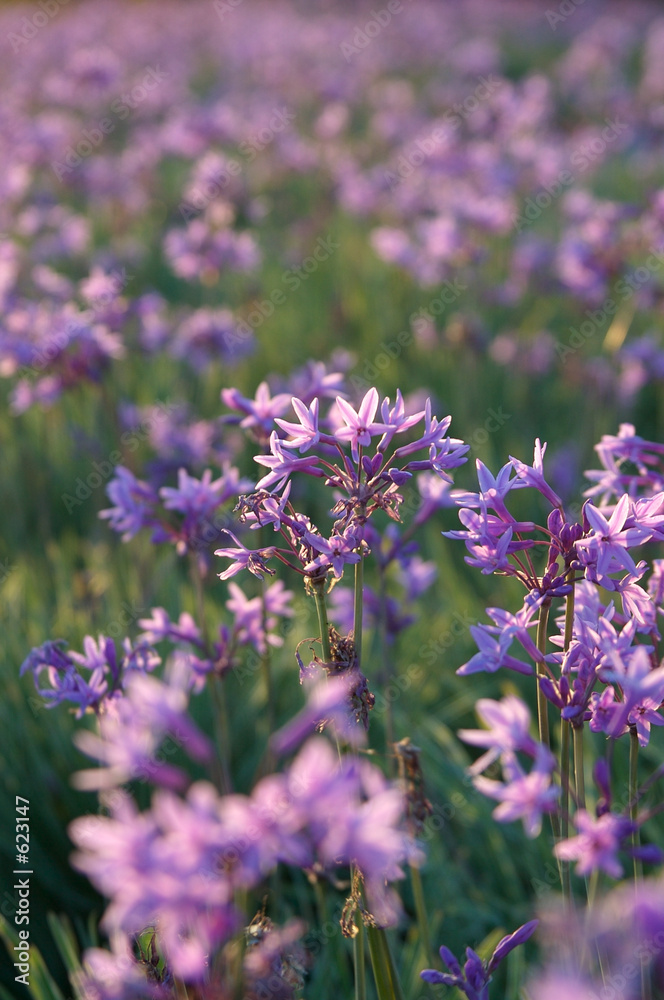 Fototapeta premium purple flowers