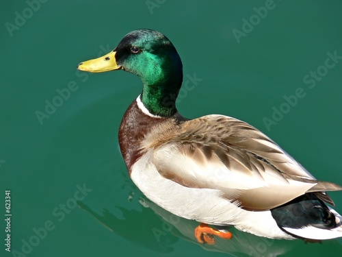 daffy