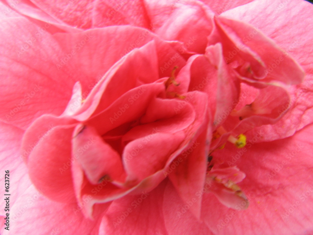 fleur fleur