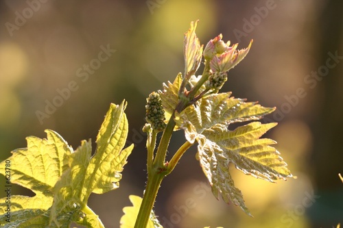 austrieb der weinreben photo