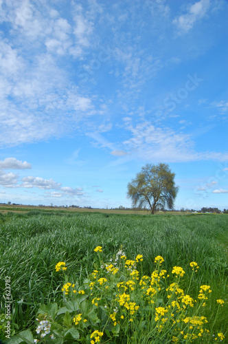 springtime landscape