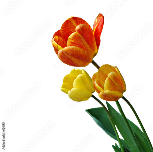 Fototapeta Naklejka Na Ścianę i Meble -  tulpe
