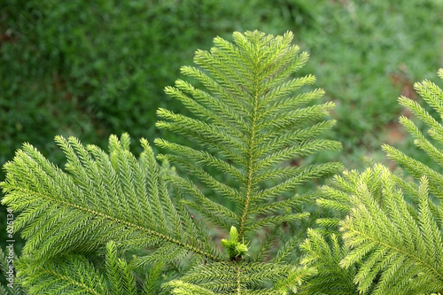 araucaria pine