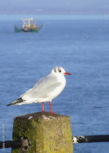 black headed gull