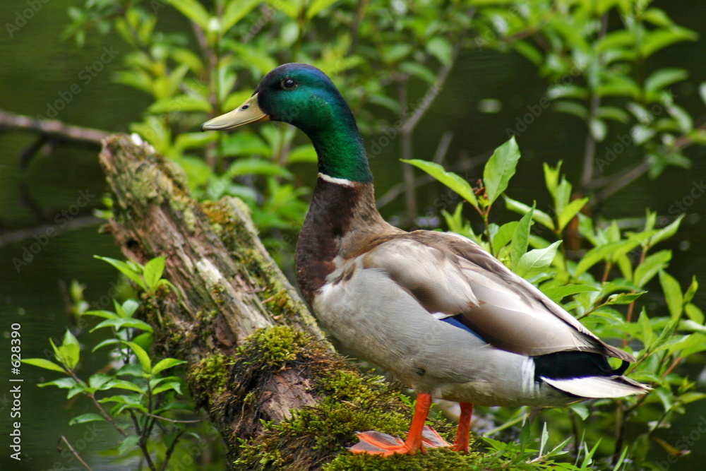 Obraz premium duck walk