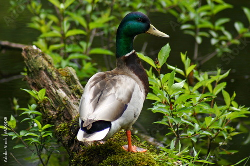 coy duck