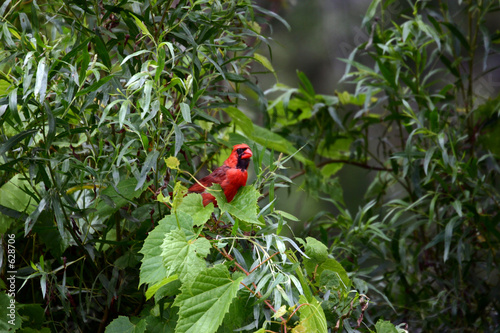cardinal