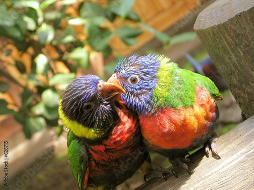 tropical birds kissing