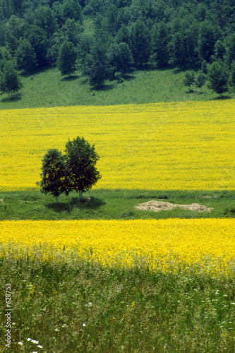 rape field