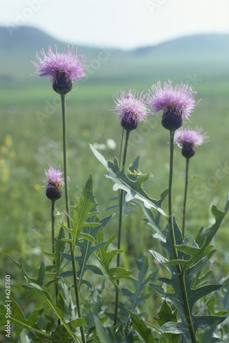 wild flower