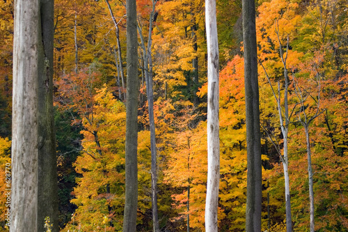 golden foliage