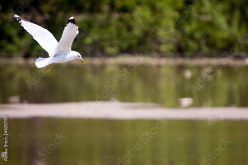 gull in flight