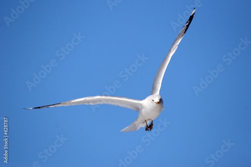 Fotografie, Tablou gull in flight