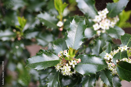 holly blossoms