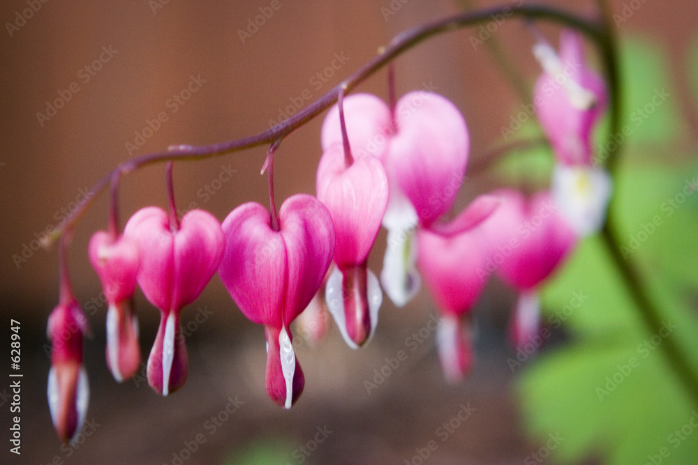 bleeding heart plant