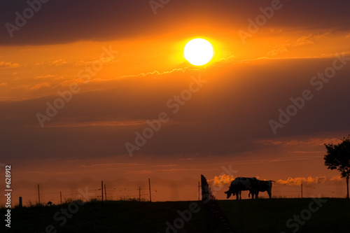 when the cows come home