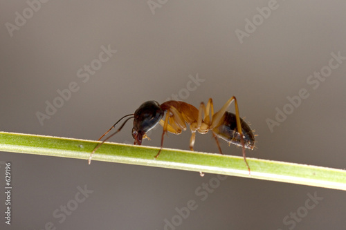 ant