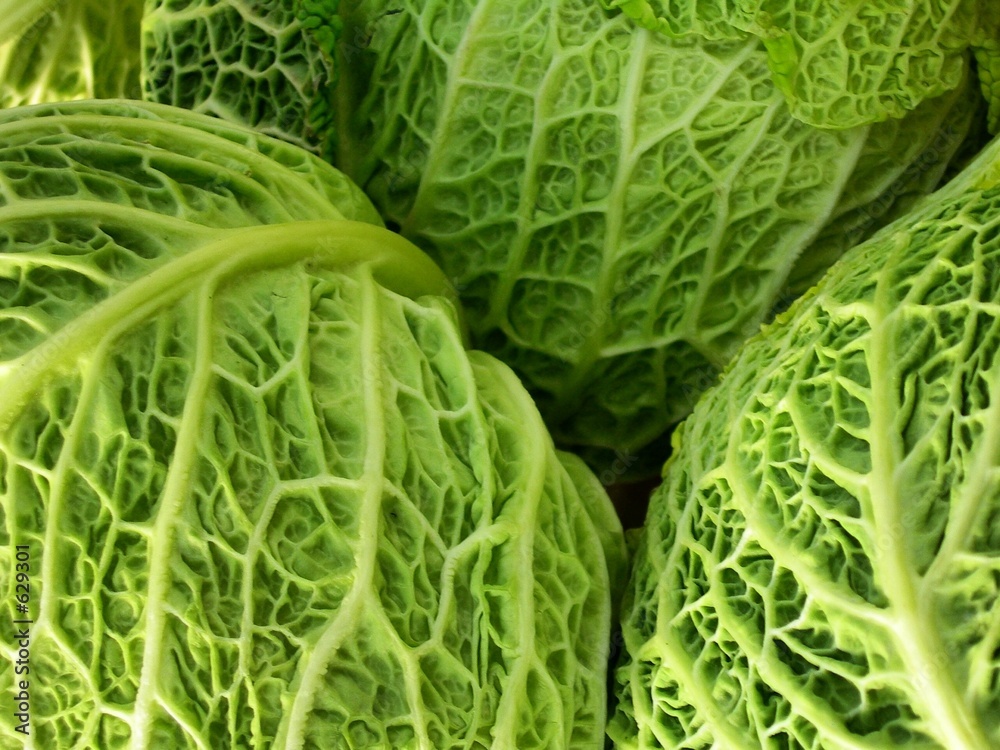 Fototapeta premium broccoli