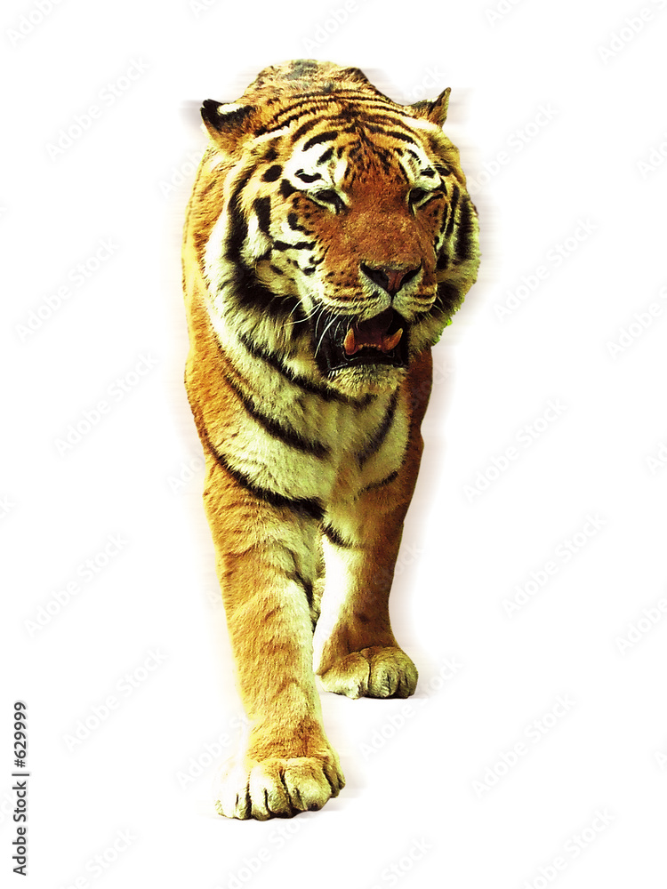 Naklejka premium tiger