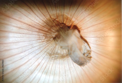 vidalia onion - close up