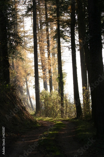 waldweg