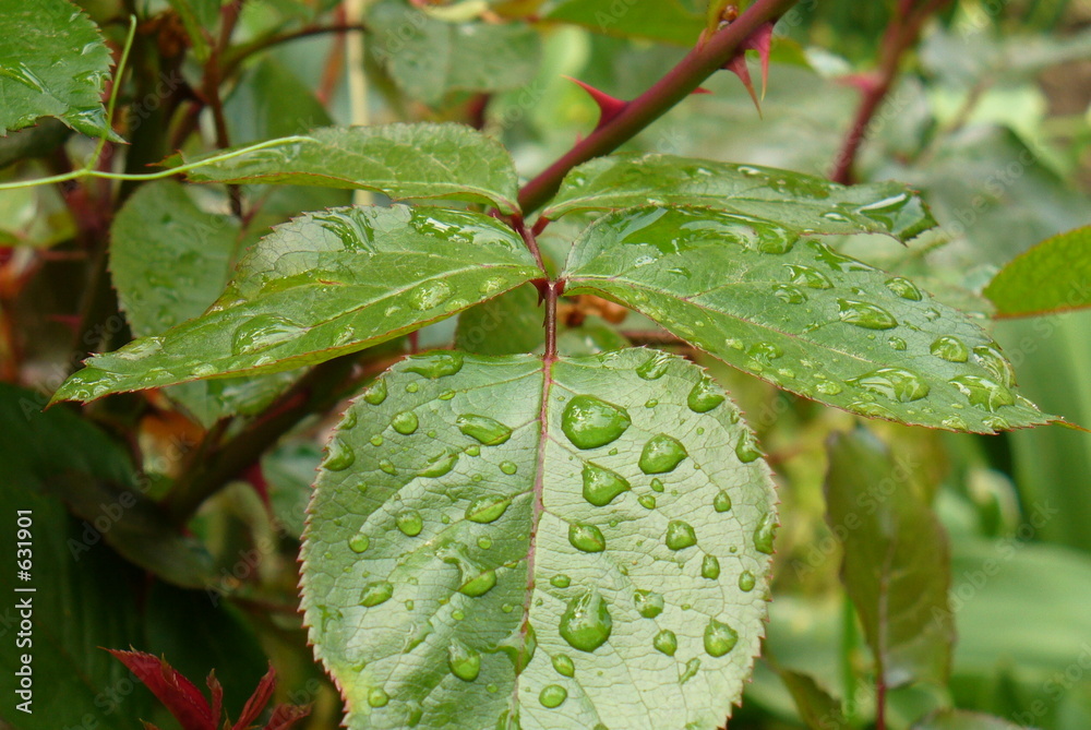 water drops