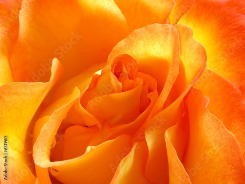 sunny rose