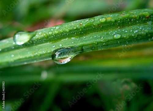 drops rain on herb