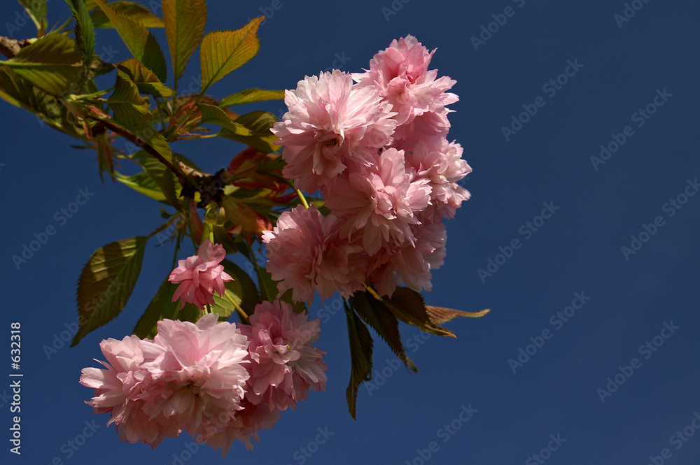 Fotografie japanische kirsche in blüte