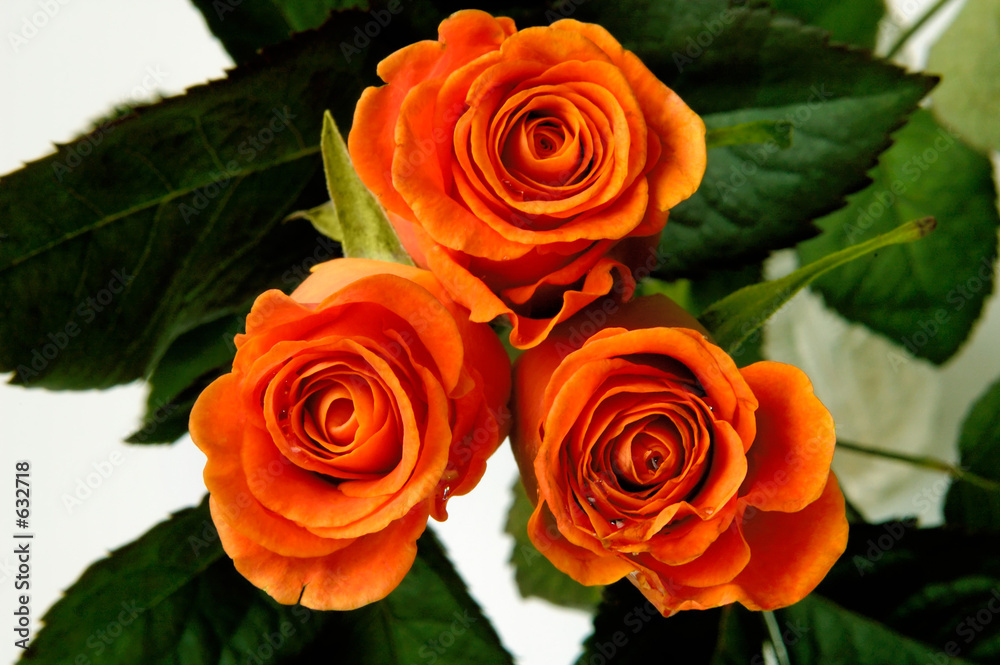 Naklejka premium roses 2a