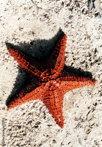 etoile de mer
