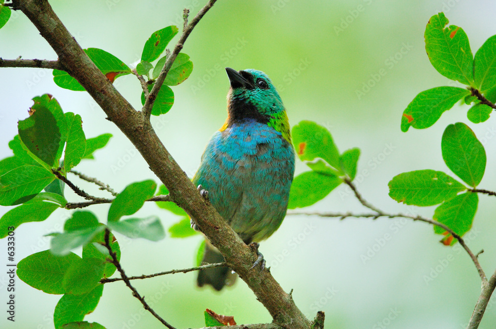 seven-colored tanager tangara fastuosa seven-colored tanager tangara fastuosa