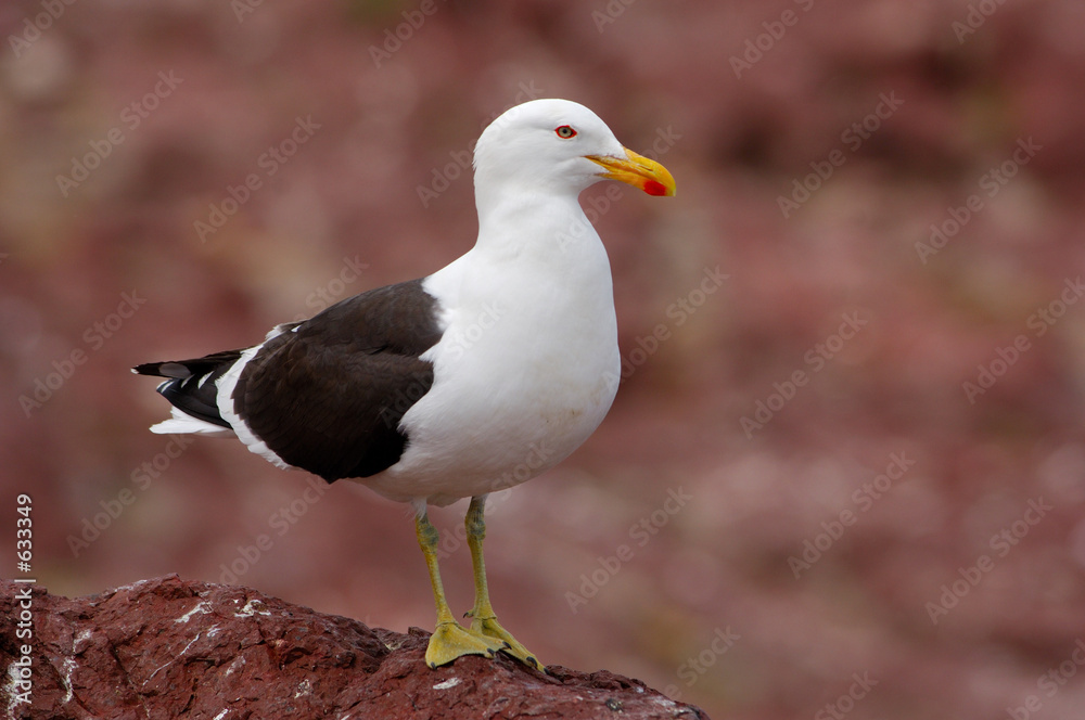 Naklejka premium kelp gull