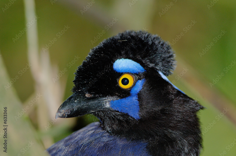 Fotografia plush-crested jay