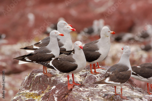 dolphin gull larus ,scoresbii,leucophaeus,scoresbi photo