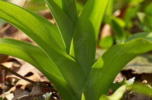 green leaves