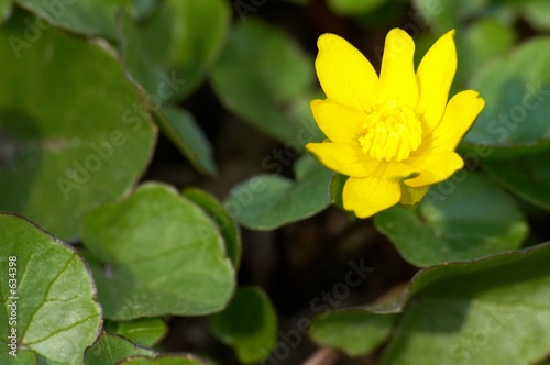 yellow flower