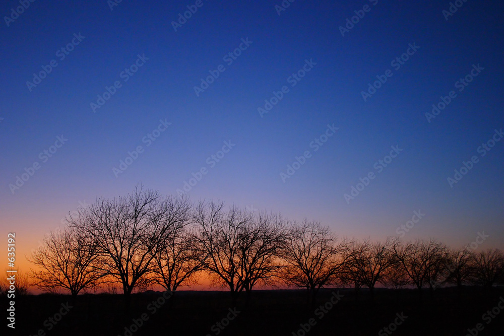 trees on horizon at sunset ver2 trees on horizon at sunset ver2