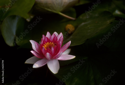 water lily