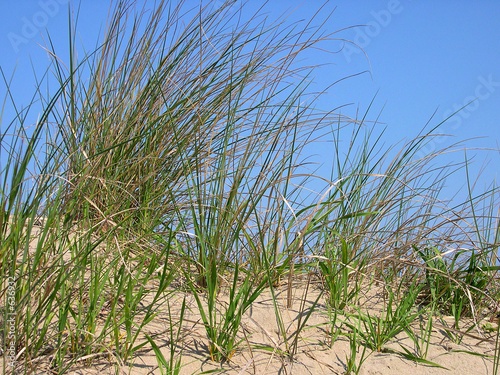 d  nen mit strandgras