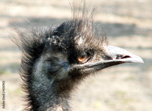 ostrich photo