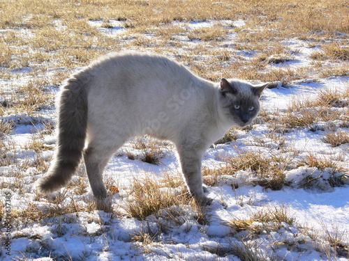 Canvas-taulu backlit fraidy cat