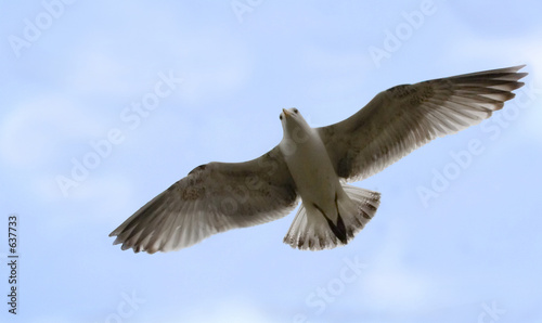 seagull © Digimist