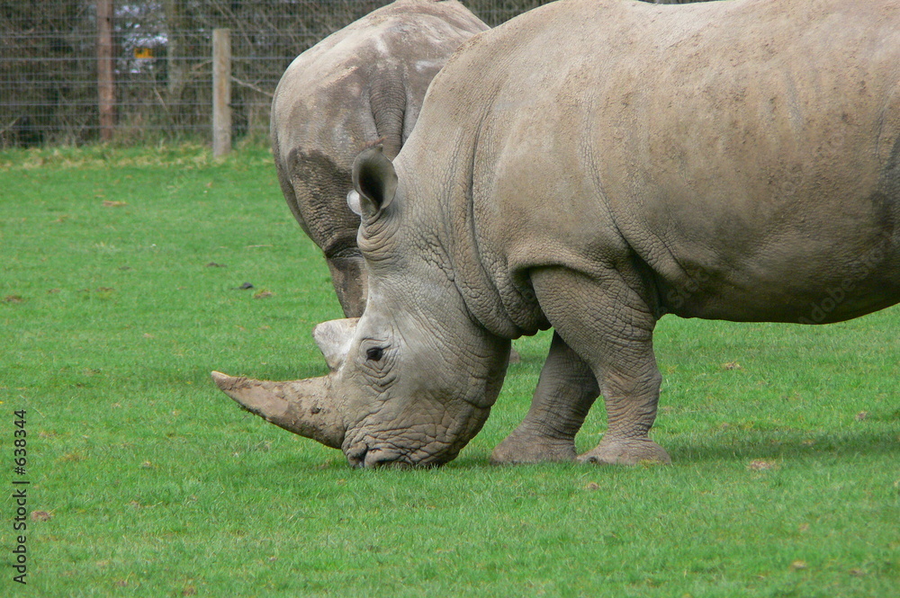rhino rhino