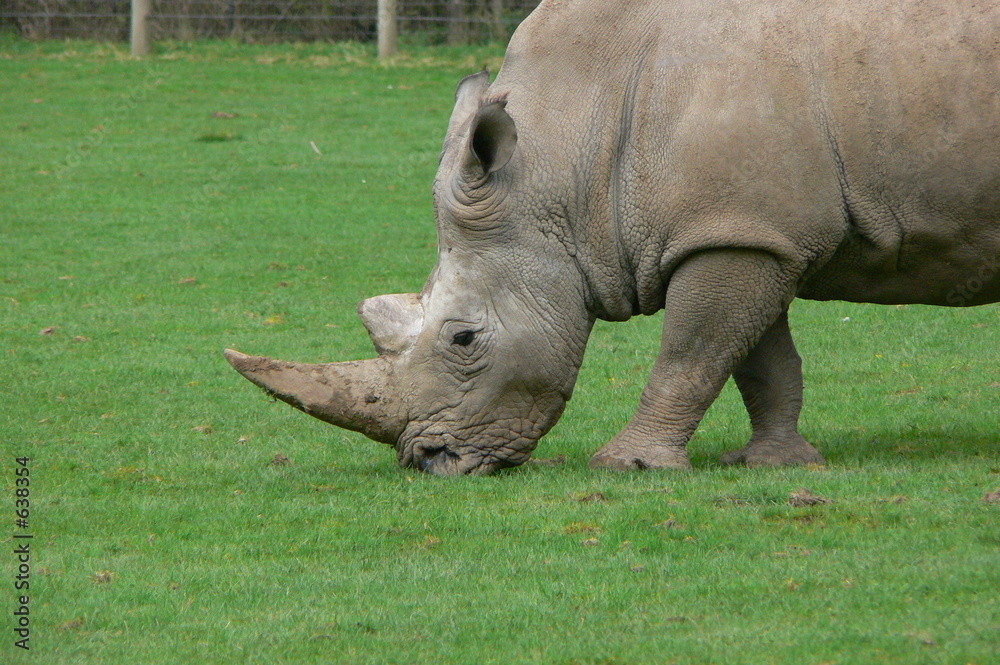 rhino