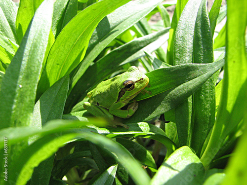 Photography little green frog on the green grass