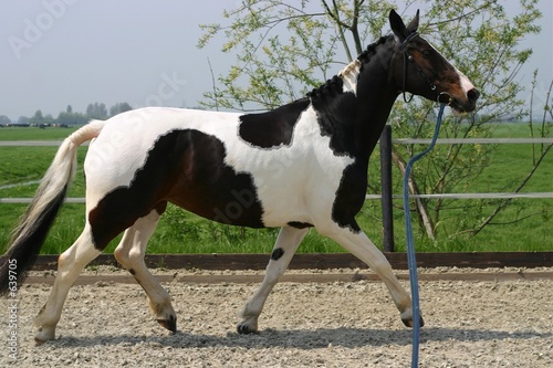 trotting horse © E. Spek