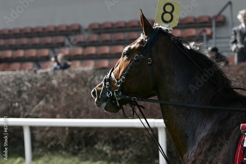 racehorse photo