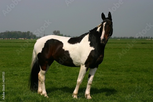 horse portrait